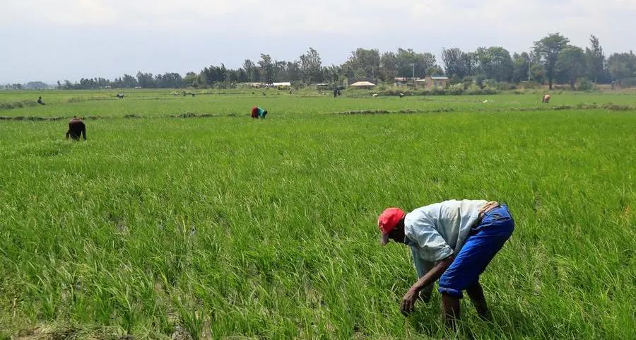 Seaweed farming transforms Kenyan coast amid climate challenges