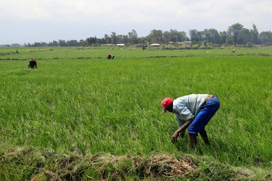 Cross-border trade in Africa: strengthening East Africa’s role in food security and sustainability
