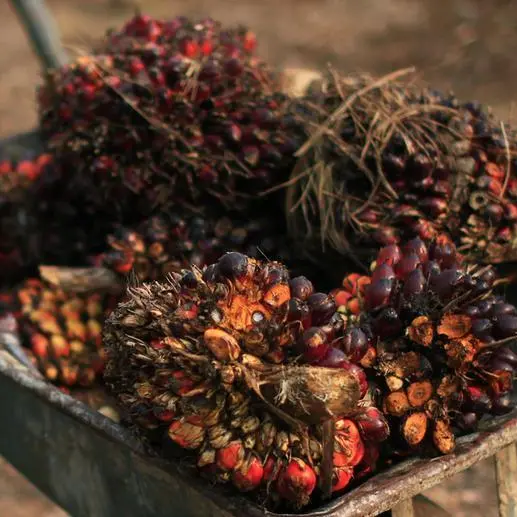 Malaysia sees higher exports of palm oil, related products to China this year - state media