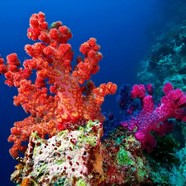 Qatar’s marine ecosystem, coral reefs healthy: MoECC survey