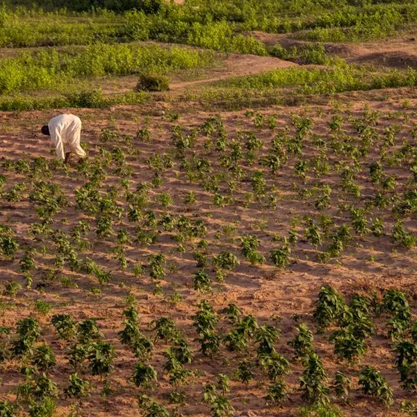 Nigeria: Farmers, stakeholders trained on sustainable feed, livestock production