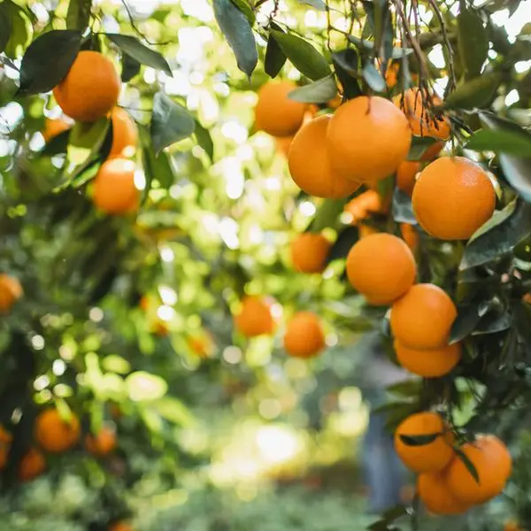 South African oranges gain access to Vietnamese market