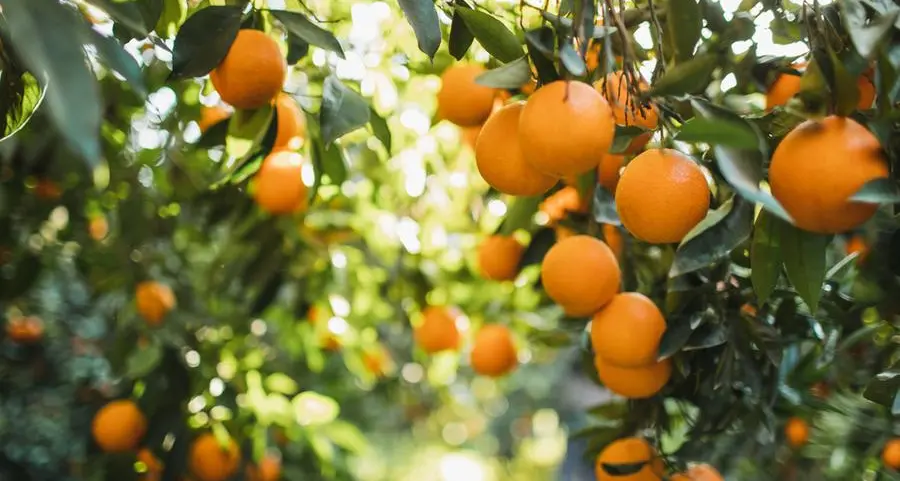 South African oranges gain access to Vietnamese market