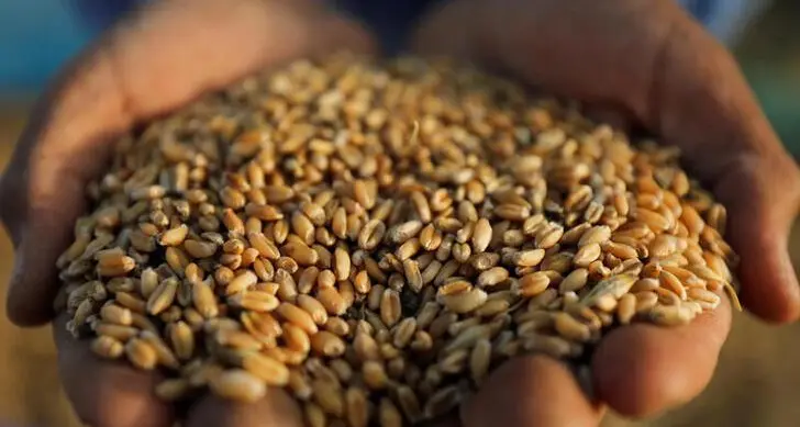 مصر: المخزون الاستراتيجي من القمح يكفي لمدة 2.3 شهر