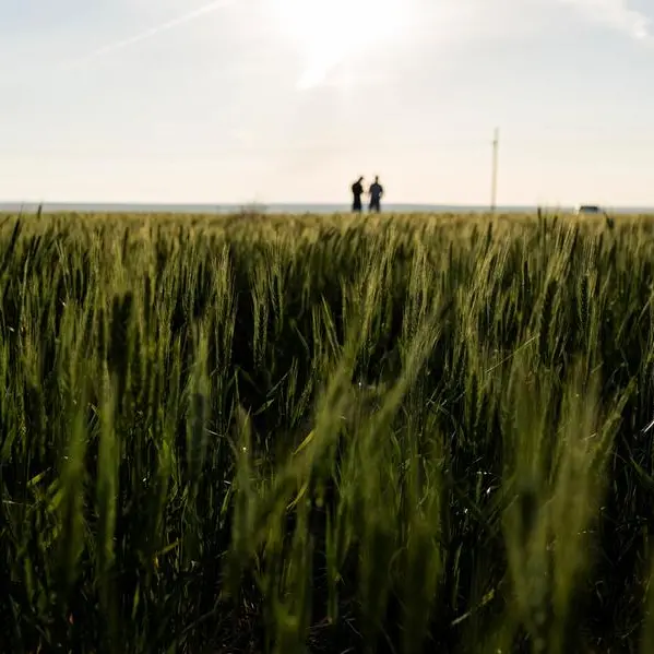 Saudi Arabia buys around 235,000 metric tons of wheat- GFSA