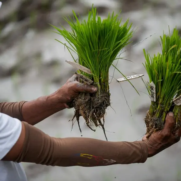 Global rice prices have hit a floor, but India's supply glut will smother any gains