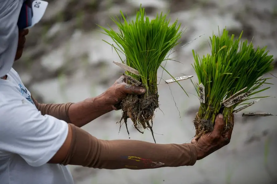FILE PHOTO: A farmer shows rice seedlings that are part of a breeding program for late-maturing varieties, at the International Rice Research Institute, in Los Banos, Laguna province, Philippines, January 18, 2023. REUTERS/Lisa Marie David/File Photo Image used for illustrative purpose. , Reuters