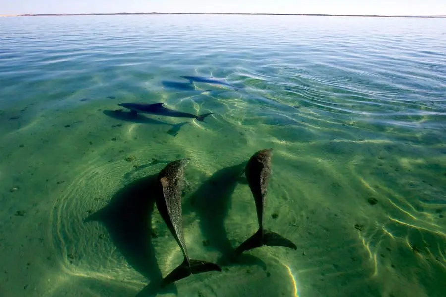 Ole Denada Salsa and consort - Useless Inlet