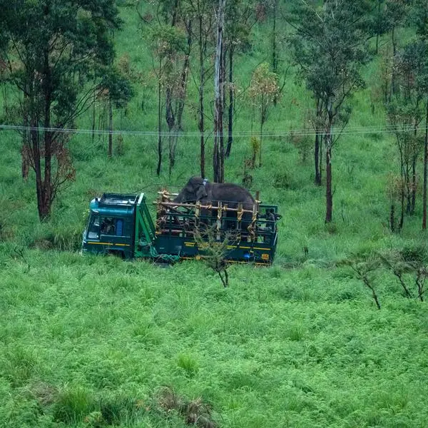 India captures rice-raiding elephant after six killed
