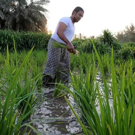 تعاون سعودي عُماني لإنشاء مصنع للأسمدة السائلة بالمملكة لزيادة الإنتاج الزراعي