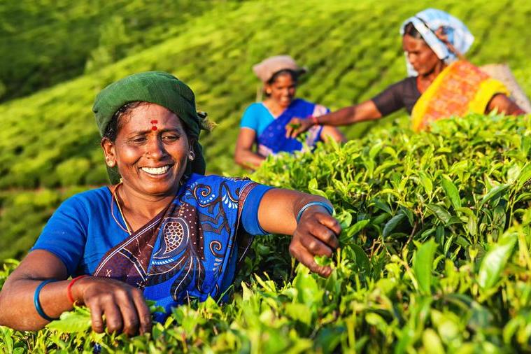 Rekordowy eksport indyjskiej herbaty do ZEA, Wielkiej Brytanii i Polski