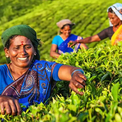 Record-breaking Indian tea exports to UAE, UK and Poland