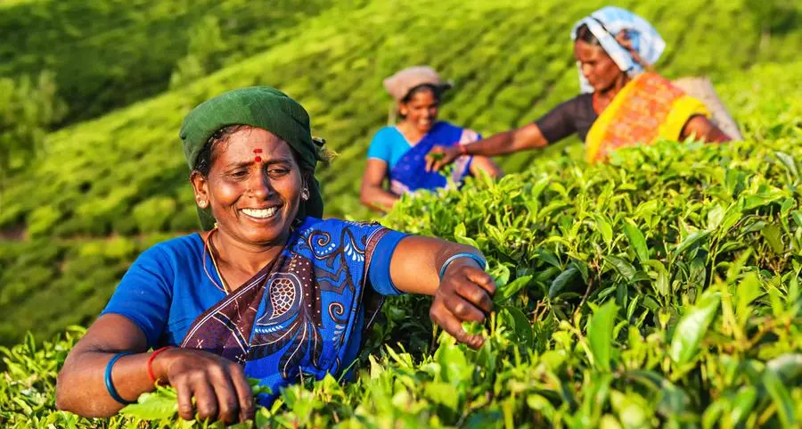Record-breaking Indian tea exports to UAE, UK and Poland