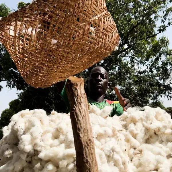 High yield of GM cotton shows hope for moribund textile industries in Nigeria