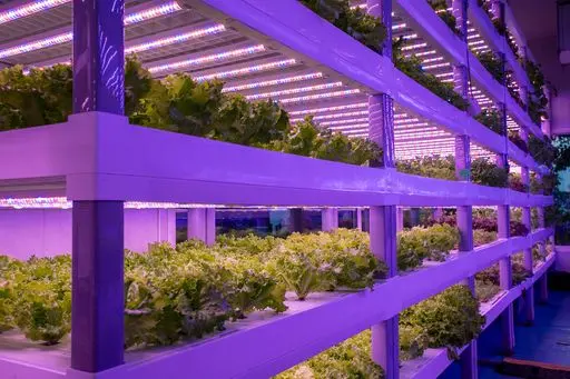 Crysp Farms, the GCC’s leading innovator and operator of decentralized vertical farms has secured a $2.25 million ‘Pre-Series A’ round structured and led by Gate Capital with participation from regional investors including from the UAE and Saudi Arabia. Image courtesy: Gate Capital