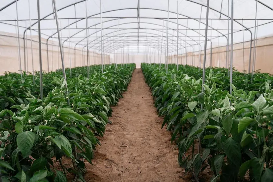 Millennium Farms Deir Alla agricultural facilities