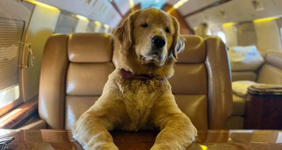 K9 JETS first-ever Dubai-London flight for dogs takes to the skies with competition winners onboard