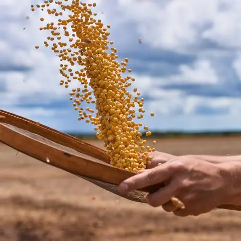 GRAINS-Wheat pauses after rally on US crop forecast as Trump-Xi summit looms