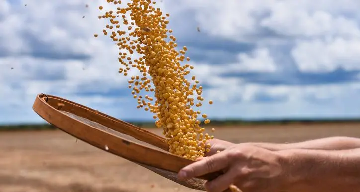GRAINS-Wheat pauses after rally on US crop forecast as Trump-Xi summit looms