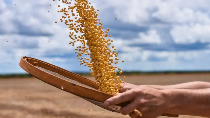 Corn extends losses on weaker crude, firm dollar