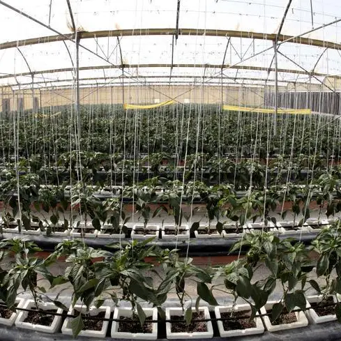 Qatar affirms strategic water reserves sufficient for 4 months, food reserves for 18 months