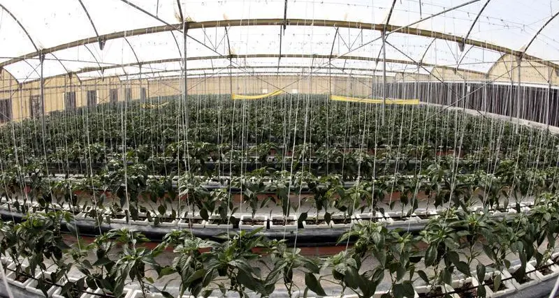 Qatar tops MENA ranks in food resilience index