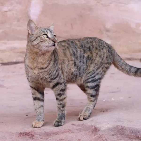 UAE authority vows legal action as it investigates viral videos of cats abandoned in desert