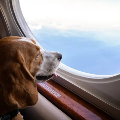 Whisk-er your pets away to Europe: K9 JETS announces new routes from Dubai to Switzerland and Italy