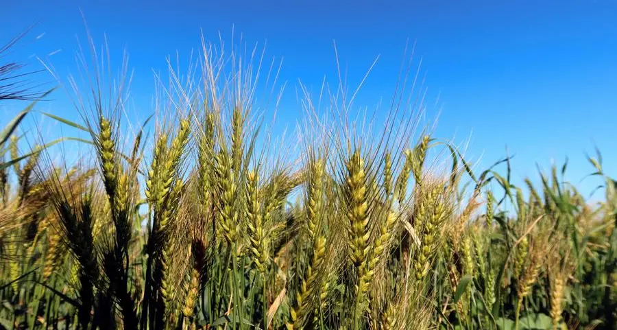 Wheat, corn and soybeans pressured by crop forecasts