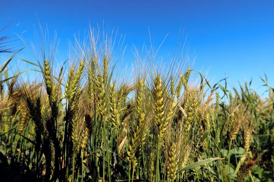 Wheat, corn and soybeans pressured by crop forecasts