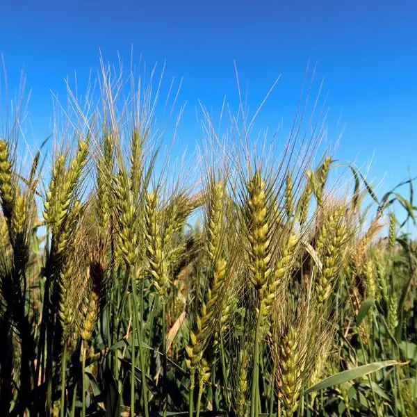 Wheat steadies after dropping nearly 3% as Black Sea supply fears ease