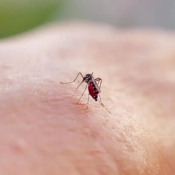 Race is on to make Paris Olympics mosquito-free