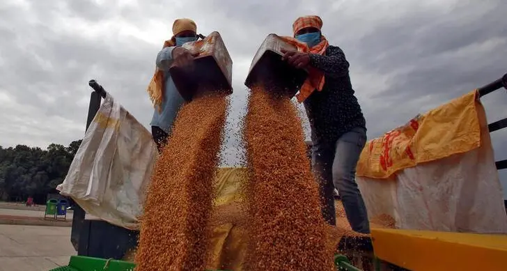 Jordan tenders to buy up to 120,000 T feed barley, traders say