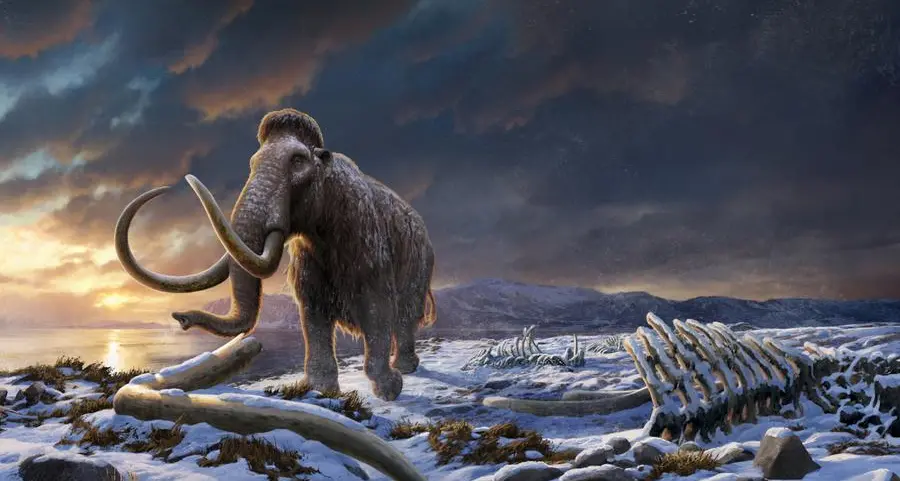 Genome study deepens mystery of what doomed Earth's last mammoths