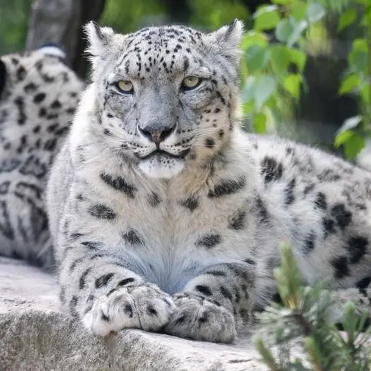 India's elusive snow leopards snapped in key survey