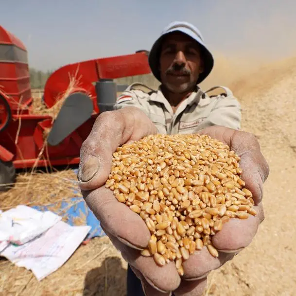 Egypt sets procurement price of local wheat at $41.32, cabinet says