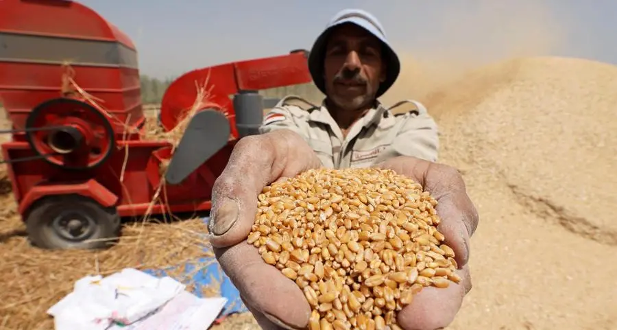 Egypt sets procurement price of local wheat at $41.32, cabinet says