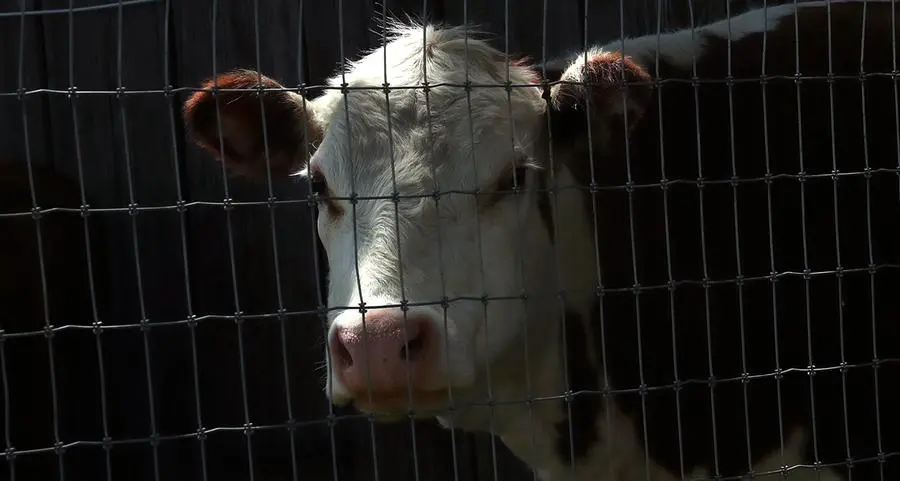 Atypical 'mad cow disease' case detected in US