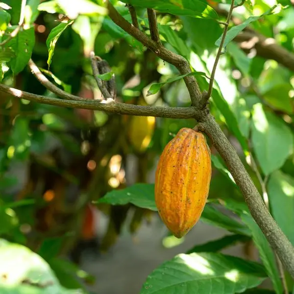 Congo’s coffee, cocoa farmers breathe easy as EU halts blockage