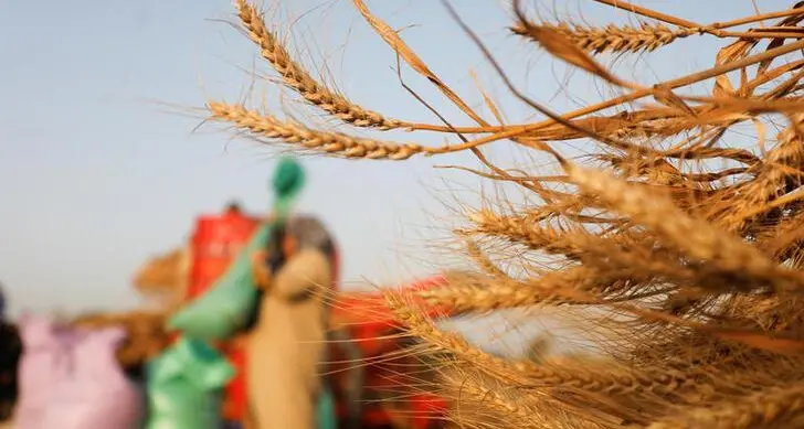 مصر ترفع سعر شراء القمح من المزارعين المحليين