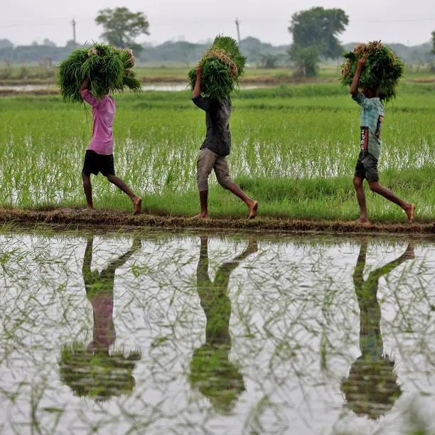 India's rice stocks surge to record high as paddy procurement climbs