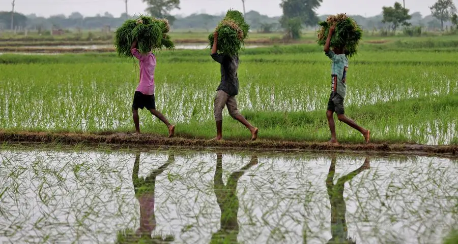 India's rice stocks surge to record high as paddy procurement climbs