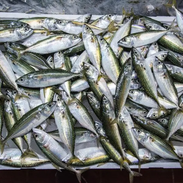 Saudi Arabia's fish farm production soars by 56.4%