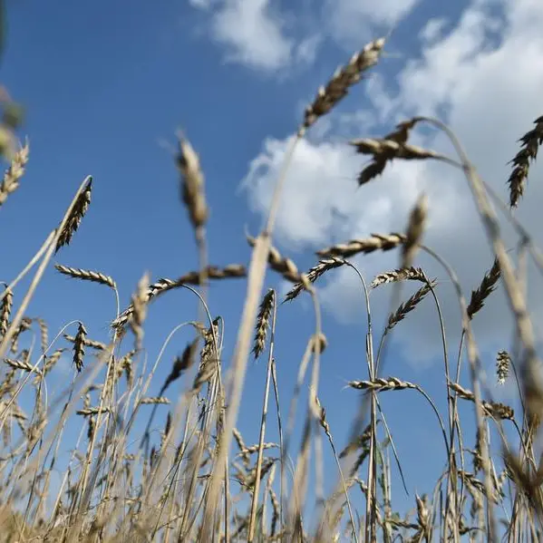مصر تستهدف زيادة المساحة المخصصة لزراعة القمح