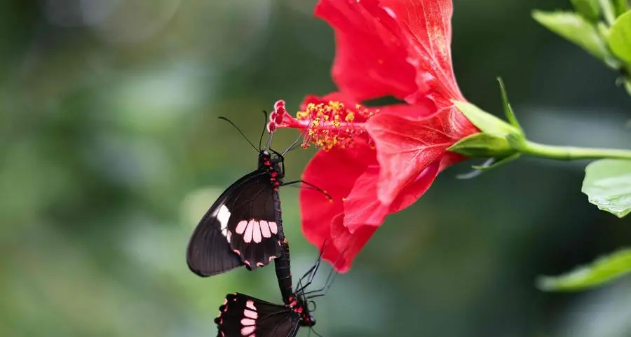 Wildlife lovers urged to join UK's annual butterfly count