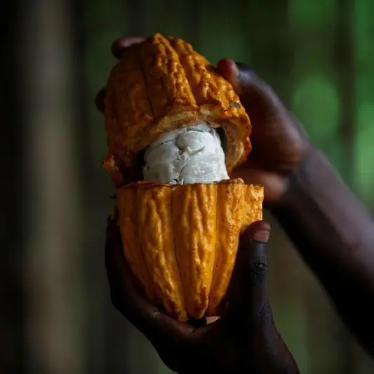No rains in Ivory Coast cocoa regions, tight supply fears