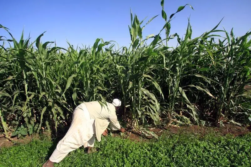 Malawi farming experiment shows how simple changes can boost maize yields and improve soil