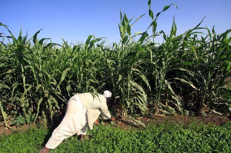 Middle East conflict deepens hunger in East Africa