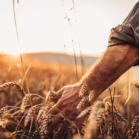 Jordan issues tender to buy up to 120,000 tons of wheat