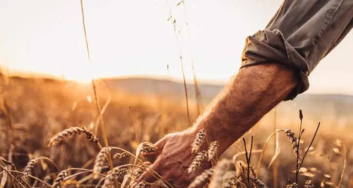 Jordan issues tender to buy up to 120,000 tons of wheat